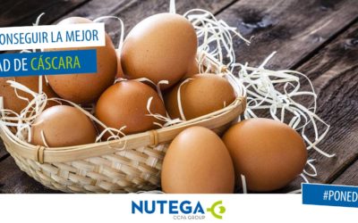 Cómo conseguir la mejor calidad de cáscara en huevos de consumo