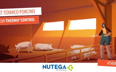 Mantener el confort térmico en porcino
