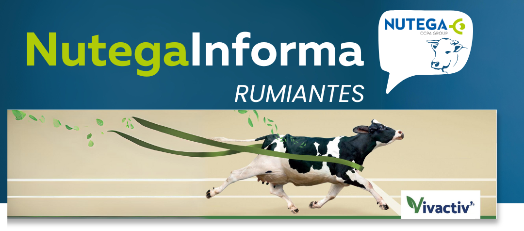 RUMIVIV: ¿Cómo reducir el consumo de soja?