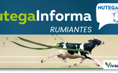 RUMIVIV: ¿Cómo reducir el consumo de soja?