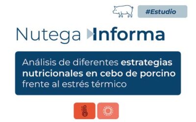 Análisis de diferentes estrategias nutricionales en cebo de porcino frente al estrés térmico