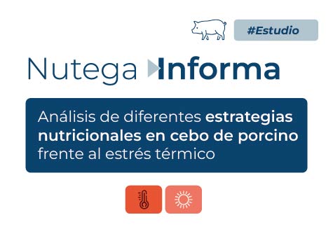 Análisis de diferentes estrategias nutricionales en cebo de porcino frente al estrés térmico