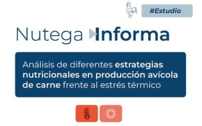 Análisis estrategias nutricionales en producción avícola de carne frente al estrés térmico