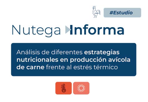 Análisis estrategias nutricionales en producción avícola de carne frente al estrés térmico