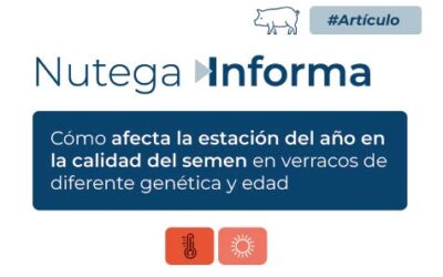 Cómo afecta la estación del año en la calidad del semen en verracos de diferente genética y edad