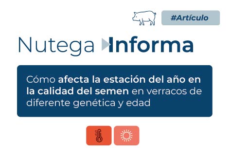 Cómo afecta la estación del año en la calidad del semen en verracos de diferente genética y edad