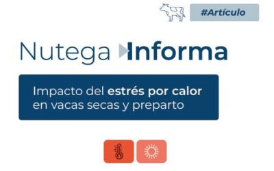 Impacto del estrés por calor en vacas secas y preparto