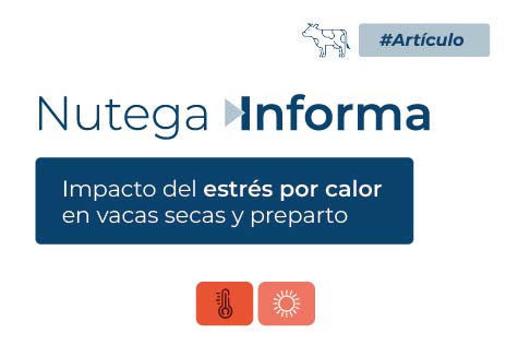 Impacto del estrés por calor en vacas secas y preparto